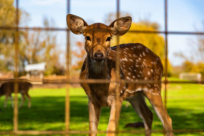 animal