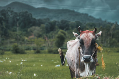Portrait of horse on field