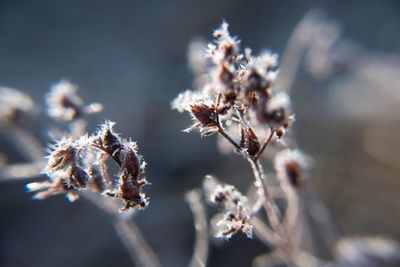 Close-up of frozen plant