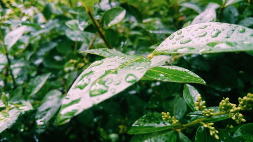 Close-up of leaves on plant
