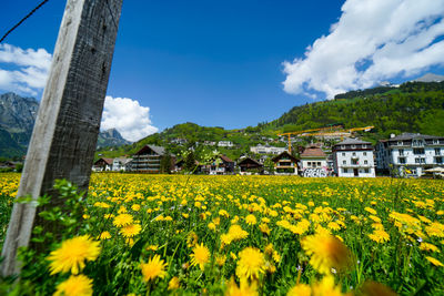 Yellow flowers growing on field by buildings against sky