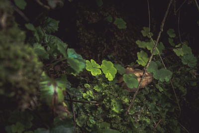 Close-up of fresh green plant