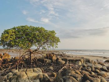 Scenic view of rocky beach against cloudy sky