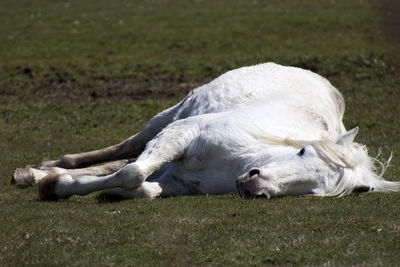 Horse lying on field