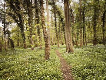 Trees growing in forest