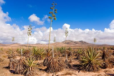 Plants on field against sky