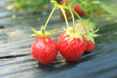 Close-up of strawberries