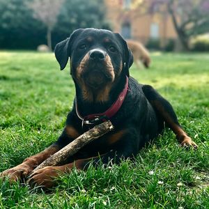 Close-up of dog on grass