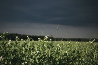 Close-up of crop in field