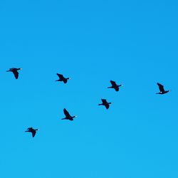 Low angle view of birds flying in the sky