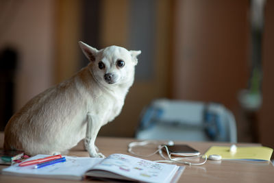 Portrait of dog sitting on table at home