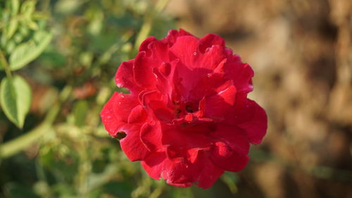 Close-up of red flower blooming outdoors