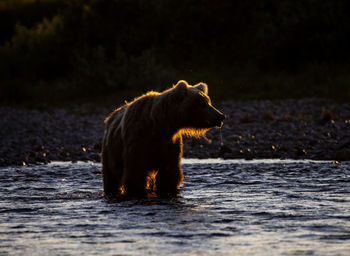 Single big brown bear standing in the backlight of the low afternoon sun in a shallow river