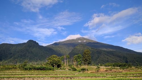 Scenic view of field against sky