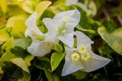 Close-up of white flowering plant