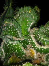 Close-up of succulent plant