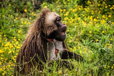 Monkey sitting on grass