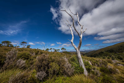 Bare tree on grassy field against sky 