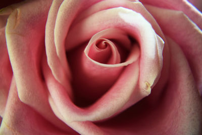 Close-up of rose