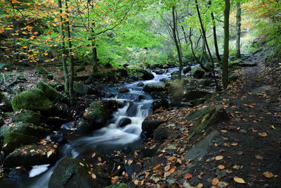 Stream flowing through rocks in forest