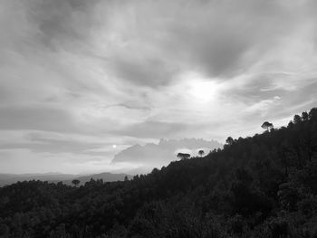 Low angle view of trees against sky