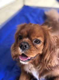 Close-up portrait of dog