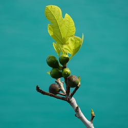 Low angle view of fruits growing on tree against sky