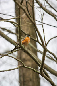 Close-up of bird perching on branch