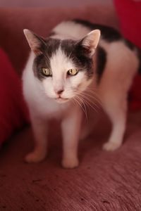 Close-up portrait of cat at home