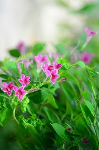 Close-up of pink flowers blooming outdoors