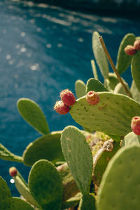 Close-up of succulent plant with fruits against the mediterranean sea