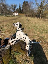 Dog sitting on field