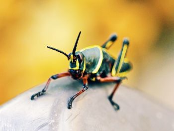 Close-up of insect