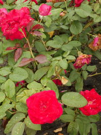 Close-up of pink rose