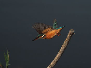 Bird flying in the sky