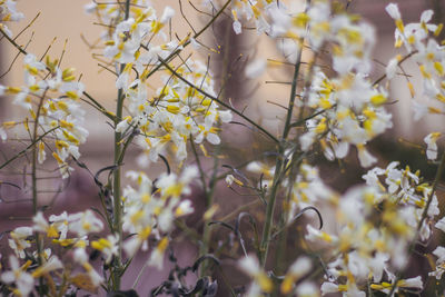 Close-up of white flowering plant