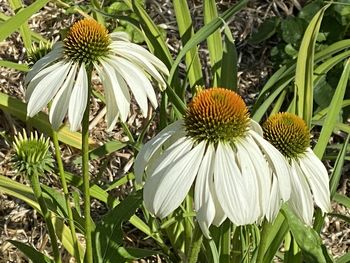 Close-up of white flowering plants