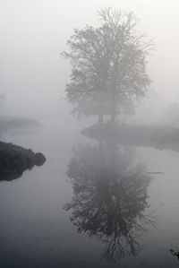 Trees by lake against sky during foggy weather