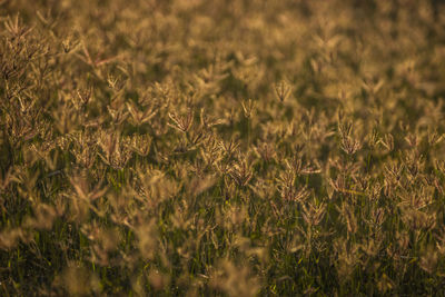 Full frame shot of crops on field
