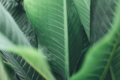 Close-up of green leaves