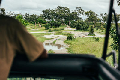 Male looking out plains with giraffes in background from in moremi game reserve, botswana.