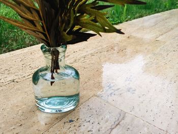 Close-up of plant on table