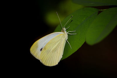 Close-up of butterfly