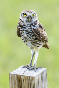 Portrait of owl perching on wooden post