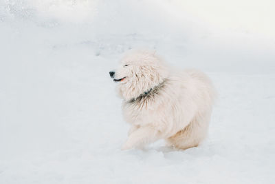 Dog standing against white background