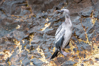 High angle view of bird perching on rock