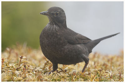 Close-up of bird on field