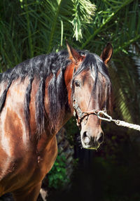 Portrait of horse standing by trees