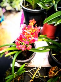 Close-up of flowers blooming outdoors