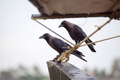 Low angle view of bird perching on wood